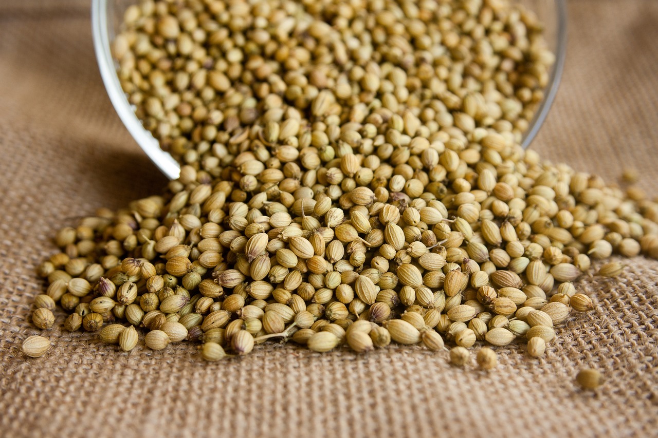 Coriander