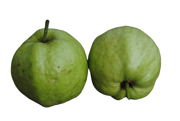 Guava