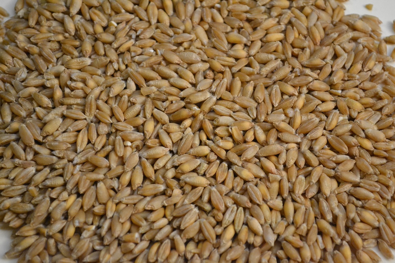 Triticale